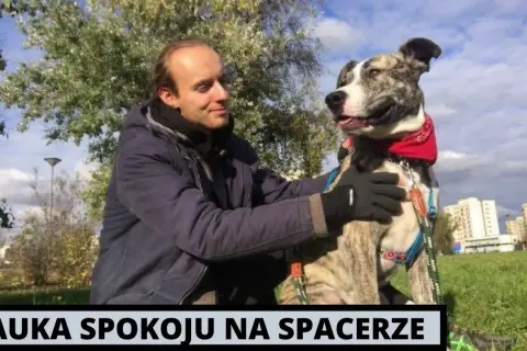 Jak wytresować amstaffa: skuteczne metody na posłusznego psa
