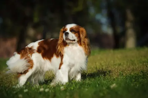 Uroczy king charles spaniel a cavalier w brązowo-białe łaty, stoi na trawie, z puszystym ogonem.