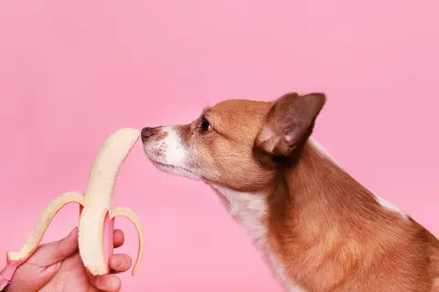 En brun och vit hund nosar nyfiket på en skalad banan mot en rosa bakgrund.