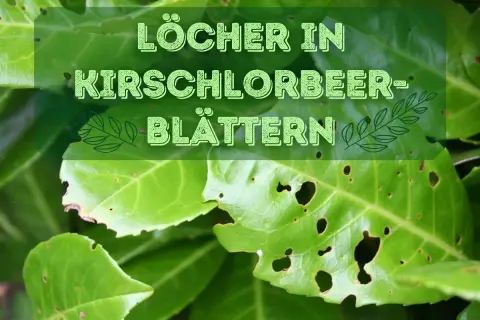 Löcher in Kirschlorbeer-Blättern deuten auf mögliche Krankheiten oder Schädlingsbefall hin.