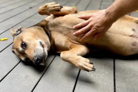A dog lies on its back, enjoying a belly rub. Its stomach is gurgling with contentment.