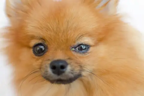 Pomeranian z zaczerwienionym okiem, widoczne objawy zapalenia spojówek u psa.