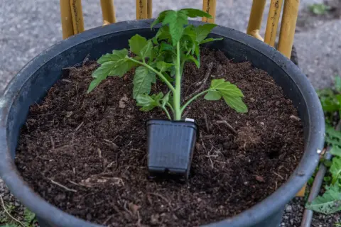 En liten tomatplanta i sin kruka står redo att planteras ut i den mörka jorden i en stor kruka. Snart blir det tomater!