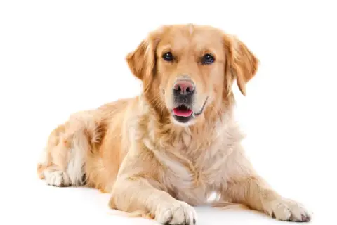 Czy golden retriever linieje? Oto co musisz wiedzieć o jego sierści