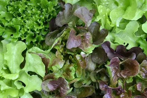 Bunter Blattsalat, frisch geerntet. Die Aussaat im Juli hat sich gelohnt, mit knackigen grünen und roten Sorten.