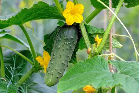 Eine junge Gurke wächst an der Pflanze, umgeben von grünen Blättern und gelben Blüten. Das ist das Ergebnis von sorgfältigem Gurken pflanzen.