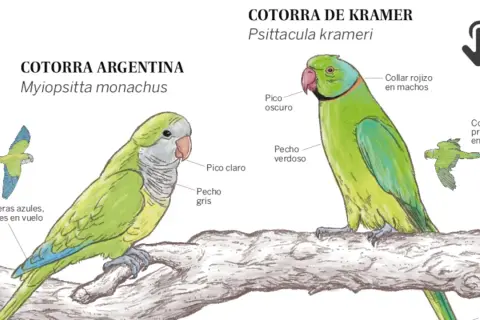 Ilustración de cotorra argentina y cotorra de Kramer. La cotorra argentina, que vive unos 20-30 años, tiene pico claro y pecho gris.