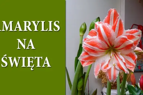 Amarylis: Jak sprawić, by kwitł co roku? Kompletny poradnik!