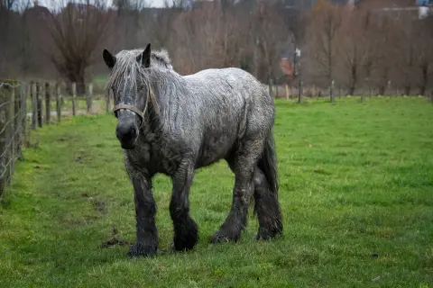 Un maestoso cavallo da tiro gigante, dal manto grigio e la criniera fluente, pascola in un prato verde.