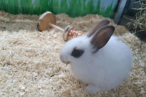 Mały, biały królik miniaturka siedzi na trocinach. Obok leży drewniana zabawka. Królik może jeść siano i specjalną karmę.