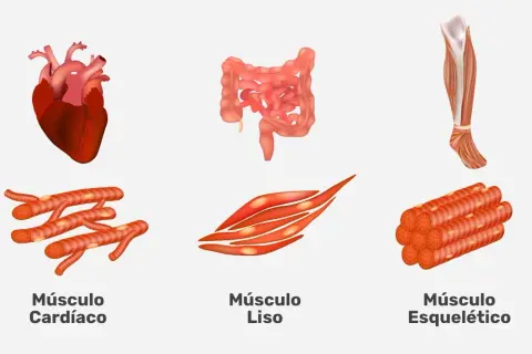 Todo sobre los músculos del cuerpo humano: funciones y tipos esenciales