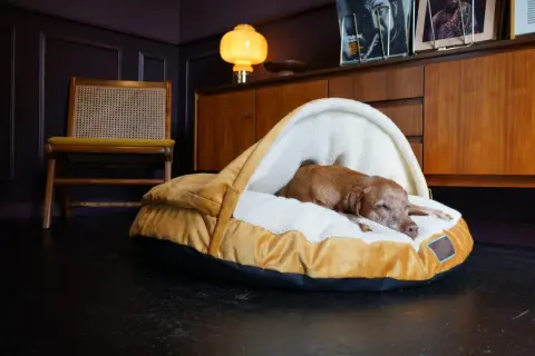 En brun hund sover gott i sin mysiga hundbädd. Frågan är bara var ska hunden sova ikväll?