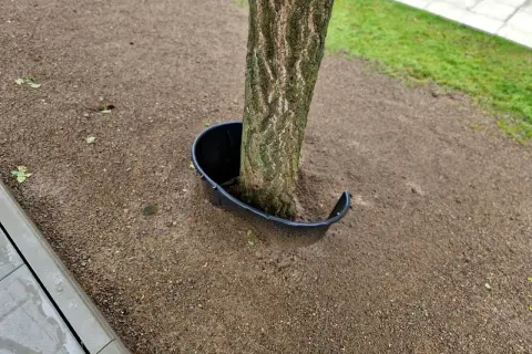 Un árbol joven con un protector de plástico negro alrededor de su base. El protector parece estar diseñado para evitar que algo dañe el tronco, pero su forma abierta podría ser una pista sobre cómo matar un árbol de raíz si se usa incorrectamente.