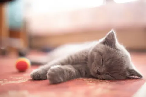 A fluffy new cat, all grey and soft, sleeps soundly on a red rug. A colorful toy ball rests nearby.