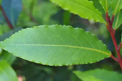 Hoja verde de laurel con borde dentado y tallo rojizo. Consejos para los cuidados del laurel.