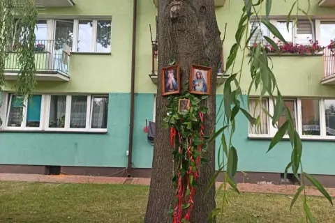 Obrazki Matki Boskiej na drzewie, ozdobione zielenią i czerwonymi wstążkami, przypominają cud w Parczewie.