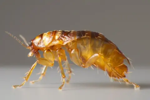 ¿Las pulgas mueren en la lavadora? Claves para eliminarlas eficazmente