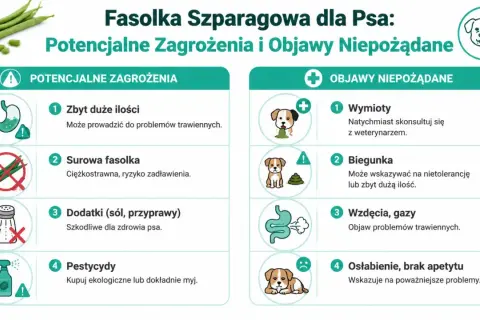 Czy pies może jeść fasolkę szparagową? Infografika ostrzega przed zagrożeniami: surowa fasolka, dodatki, pestycydy. Objawy niepożądane: wymioty, biegunka, gazy, osłabienie.