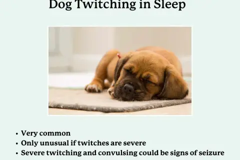 A cute puppy sleeps, illustrating why do dogs twitch in their sleep. Mild twitches are normal, but severe ones may signal a seizure.