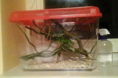 Przezroczyste terrarium z gałęziami i zielonymi liśćmi, na wierzchu czerwona pokrywa. Obok butelka z atomizerem.
