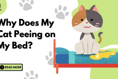 A cute cat sits on a bed with a yellow puddle, asking "Why is my cat peeing on my bed?". Learn more.