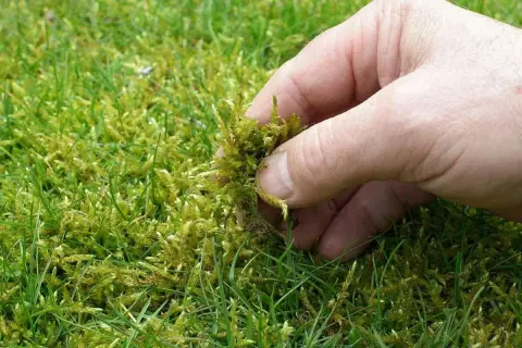 Mano retirando musgo del césped, indicando la necesidad de cuidados del césped en invierno para evitar su crecimiento excesivo.