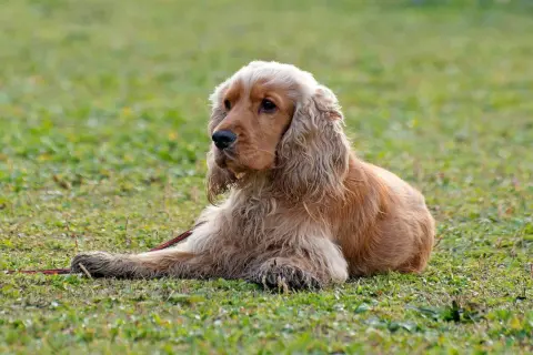 Uroczy cocker spaniel leży na trawie. Zastanawiasz się nad cocker spaniel cena?