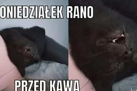 Czarny kot śpi, wygląda jakby miał koszmar. Poniedziałek rano, przed kawą. Śmieszne niedziela memy.