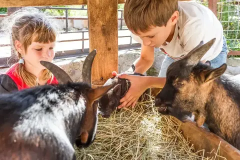 Dzieci głaszczą prosiaczka na farmie agroturystycznej ze zwierzętami gospodarskimi.
