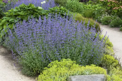 Ein üppiger **katzenminze standort** mit blauen Blüten, umgeben von grünen Pflanzen und einem Kiesweg.