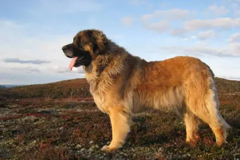 Leonberger o łagodnym usposobieniu stoi na tle krajobrazu.