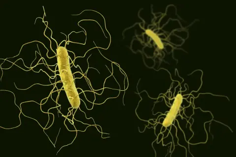 Żółte pałeczki bakterii Clostridium z licznymi, wijącymi się wiciami na ciemnym tle.