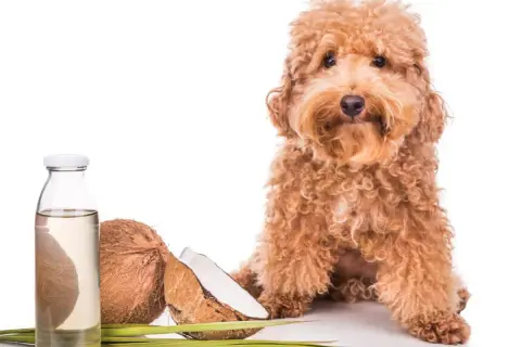 Un perro adorable junto a cocos y una botella de aceite de coco, ideal para el cuidado de tu mascota.