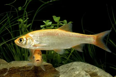 Deux poissons dorés nagent dans un bassin. L'un est plus grand et se trouve au-dessus, l'autre, plus petit, regarde vers le spectateur.