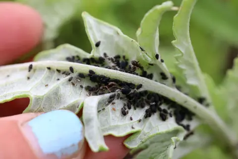 En hand med ljusblå nagellack håller ett blad täckt av svarta larver.