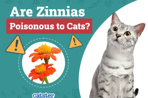 A curious cat looks up at a graphic asking "Are Zinnias Poisonous to Cats?" with images of orange zinnias and warning signs.