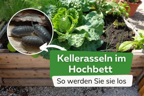 Nahaufnahme von Kellerasseln in einem Hochbeet mit Kohl und anderen Pflanzen. Der Text "Kellerasseln im Hochbeet" ist sichtbar.