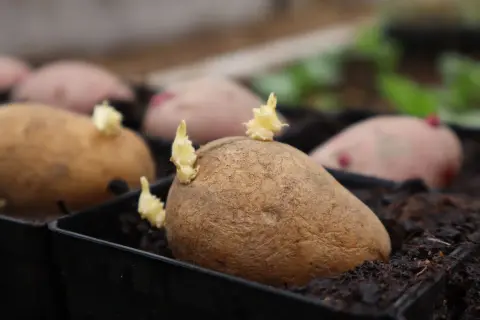 Sprouting potatoes in black seedling trays filled with dark soil.