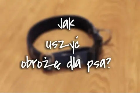 Jak zrobić obrożę dla psa DIY? Poradnik krok po kroku