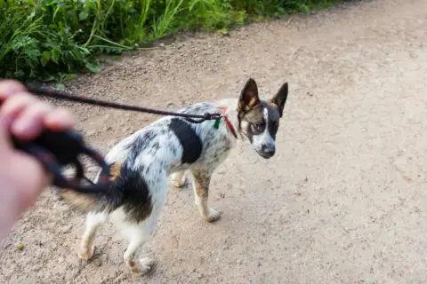 Perro de raza mixta, blanco y negro, con collar rojo, parece un perro reactivo, mirando hacia atrás mientras camina con correa.