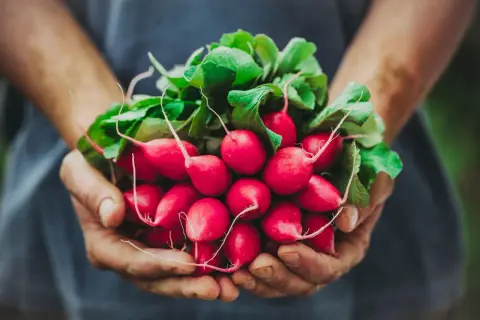 Garść świeżych, czerwonych rzodkiewek z zielonymi liśćmi, idealnych do zdrowej sałatki. Niska rzodkiewka kcal to świetny dodatek do diety.