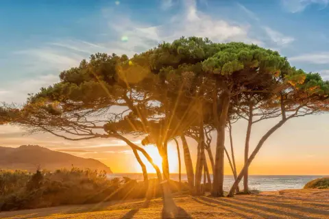 Alba dorata tra i pini marittimi a Baratti, un luogo magico da vedere.