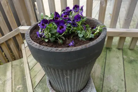 Mörklila penséer i kruka på en träaltan. Blommorna är frodiga och står i mörk jord.