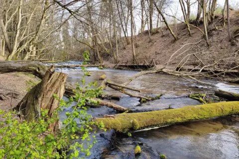 Szumy nad Tanwią szlak. Wiosenny las, strumień z powalonymi drzewami porośniętymi mchem i drewniany mostek.