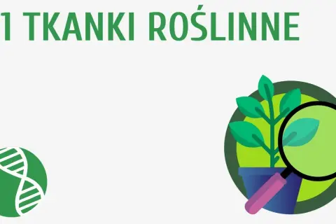 Co to jest tkanka roślinna? Kluczowe informacje i funkcje w botanice