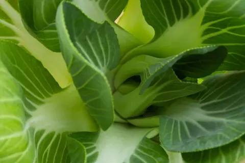 Zbliżenie na soczyste, zielone liście sałaty pak choi, z widocznymi żyłkami i lekko pofałdowanymi brzegami.