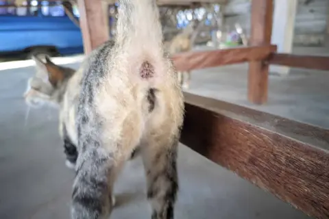 Close-up of a cat's rear end, showing its tail and the area where anal glands are located. Yes, cats have anal glands.