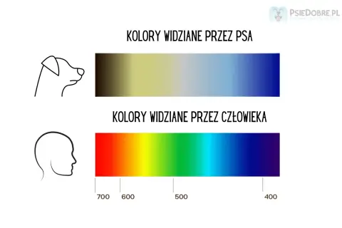 Porównanie barw: pies widzi świat w odcieniach żółci i niebieskiego, inaczej niż człowiek, który dostrzega pełne spektrum.