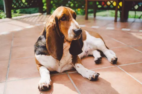 Un Basset Hound, un ejemplo de razas de perros medianos tranquilos, descansa en un patio soleado.