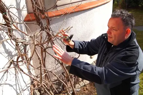 Jak przycinać wisterię, aby uniknąć błędów i cieszyć się kwiatami